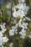 2011-04-12 Frühling